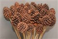 pine cone natural